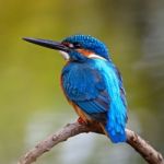 Male Common Kingfisher Stock Photo