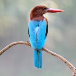 White-throated Kingfisher Stock Photo