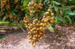 Longan Orchards - Tropical Fruits Beautiful Longan In Thailand Stock Photo