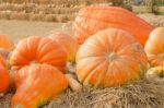 Pumpkin Harvest Season On The Farm Stock Photo