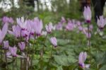 The Cyclamen Blooming In Israel	 Stock Photo