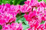 Pink Cyclamen Flower In Garden Stock Photo