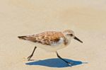 Galapagos Mockingbird In Santa Cruz Island Stock Photo