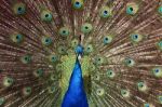 Peacock Tail Feathers Stock Photo