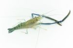 Giant River Prawn Stock Photo