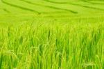 Green Rice Field In Thailand Stock Photo