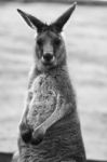 Kangaroo Outside During The Day Stock Photo