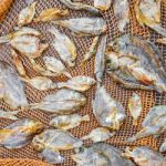 Small Dry Fish From The Sun On The Net Stock Photo