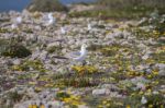 Young Seagulls Near The Cliffs Stock Photo