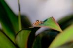 Tiny Spider On The Green Leaf Stock Photo