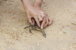 Human Hands Stop Crab Stock Photo