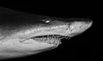 Photo Of A Scary Deadly Shark Swimming In The Sea Stock Photo