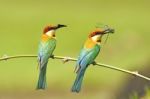 Chestnut-headed Bee-eater Stock Photo