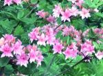 Rhododendron,flowers Stock Photo