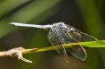 Epaulet Skimmer (orthetrum Chrysostigma) Stock Photo