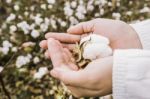 Cotton Field In The Countryside Stock Photo