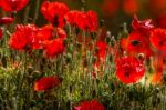 Field Of Poppies In Sussex Stock Photo