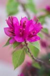 Close Up Bunch Of Purple Bougainvillea Flower In The Garden Stock Photo