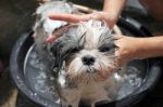 Face Of The Dog While In The Bath Stock Photo