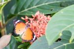 Orange Black Pattern Butterfly On Bunch Stock Photo