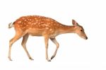 Sika Deer Isolated Stock Photo