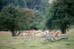 Red Lechwe Antelope (kobus Leche) Stock Photo