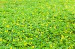 Green Clover And Yellow Blossom Background Stock Photo