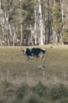 Holstein Fresian Cow Stock Photo