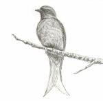 Ashy Drongo Bird Drawing Stock Photo