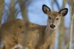 Beautiful Isolated Picture Of A Cute Wild Deer In The Forest Stock Photo