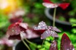 Droplets On The Leaves In Nature Stock Photo