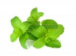 Fresh Mint Isolated On The White Background Stock Photo