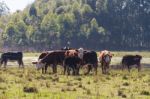 Cows Grazing In The Green Argentine Countryside Stock Photo