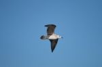 Seagull Bird In Flight Stock Photo