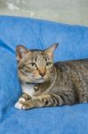 Cat Lying On Bed Stock Photo