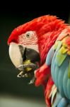 Beautiful Scarlet Macaw Parrot Eating Fruit Stock Photo