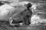 Kangaroo Outside During The Day Stock Photo