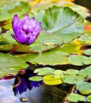 Water Lilly Flower Stock Photo