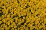 Yellow Ulex Densus Shrubs Stock Photo