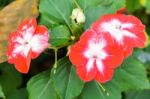 Red White Primula Flower In Garden Stock Photo