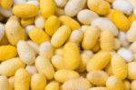 Cocoon Silkworm Stock Photo