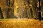 Autumn October Colorful Park. Foliage Trees Alley Stock Photo