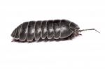 Woodlice Bug Stock Photo