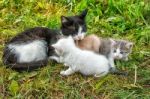 Cat With Three Kittens Walking On Grass Stock Photo