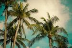 Coconut Tree Vintage Stock Photo