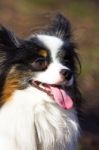 Papillon Stock Photo