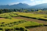 Green Ricefield And Mountain With The Bluesky Stock Photo