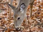 Isolated Photo Of A Cute Funny Wild Deer In Forest Stock Photo