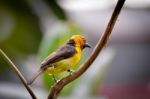 Black-necked Weaver (ploceus Nigricollis) Stock Photo