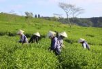 Dalat, Vietnam, July 30, 2016: A Group Of Farmers Picking Tea On A Summer Afternoon In Cau Dat Tea Plantation, Da Lat, Vietnam Stock Photo